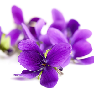 Violet & Musk